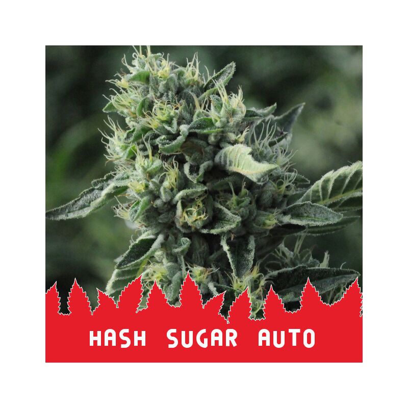 Hash Sugar Auto, Фасовка: 10